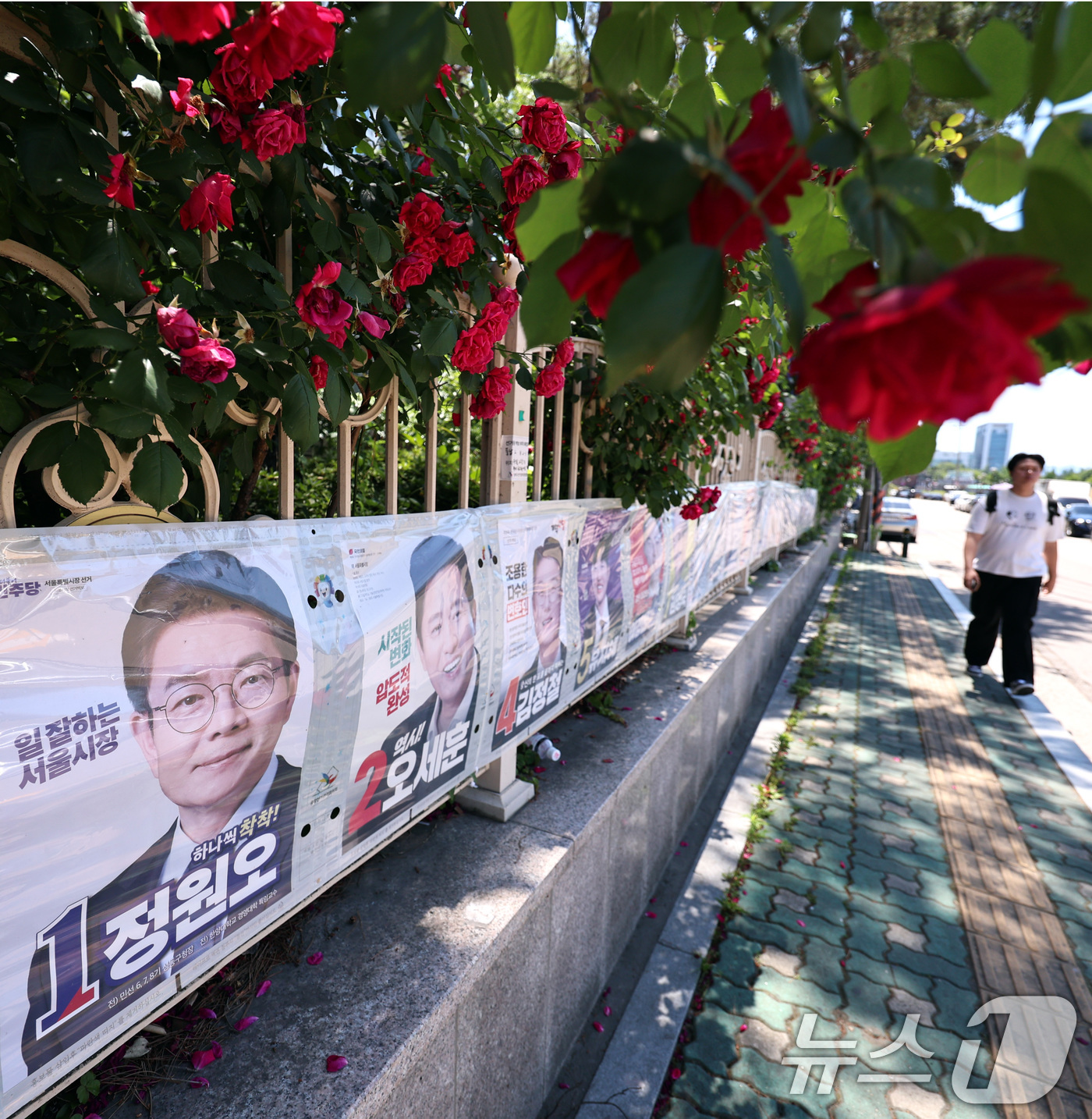 (서울=뉴스1) 구윤성 기자 = 제9회 전국동시지방선거일을 사흘 앞둔 31일 한 시민이 서울 송파구 풍납동 일대에 붙은 선거벽보 앞을 걷고 있다. 2026.5.31/뉴스1