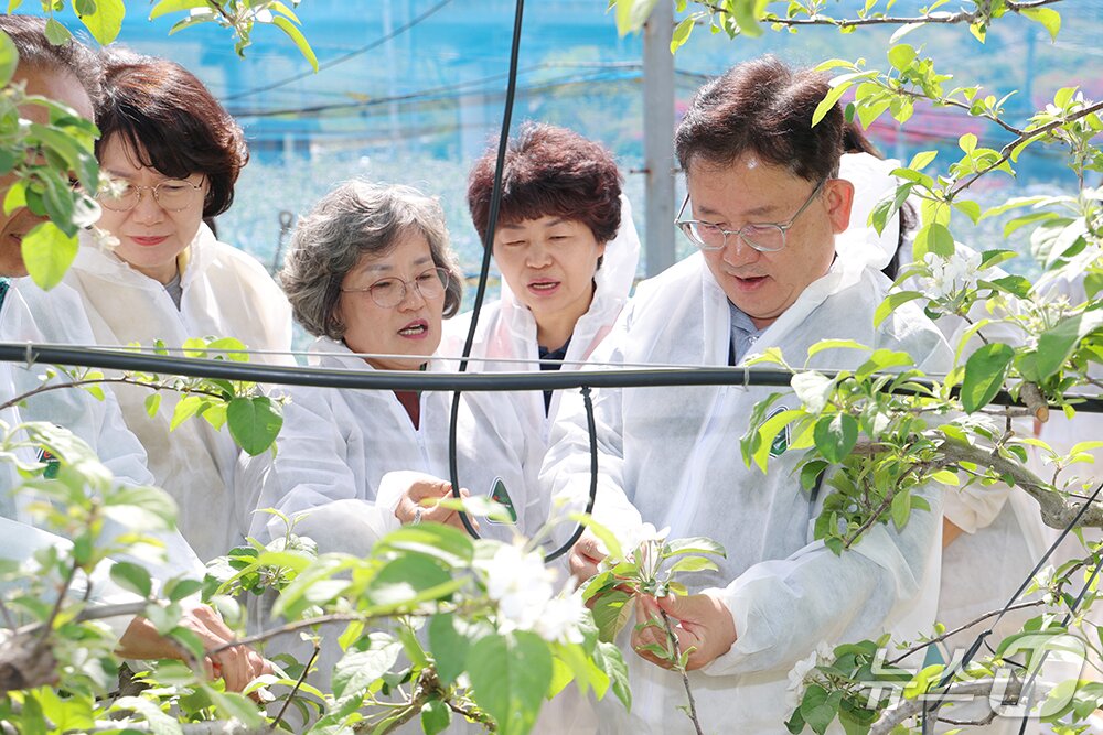 본문 이미지 - 이승돈 농촌진흥청장이 지난 4월 22일 경북 영주시 풍기읍 사과 과수원을 찾아 과수화상병 예방을 위한 개화기 약제 방제 상황을 살피고 있다. (농촌진흥청 제공. 재판매 및 DB금지) /뉴스1