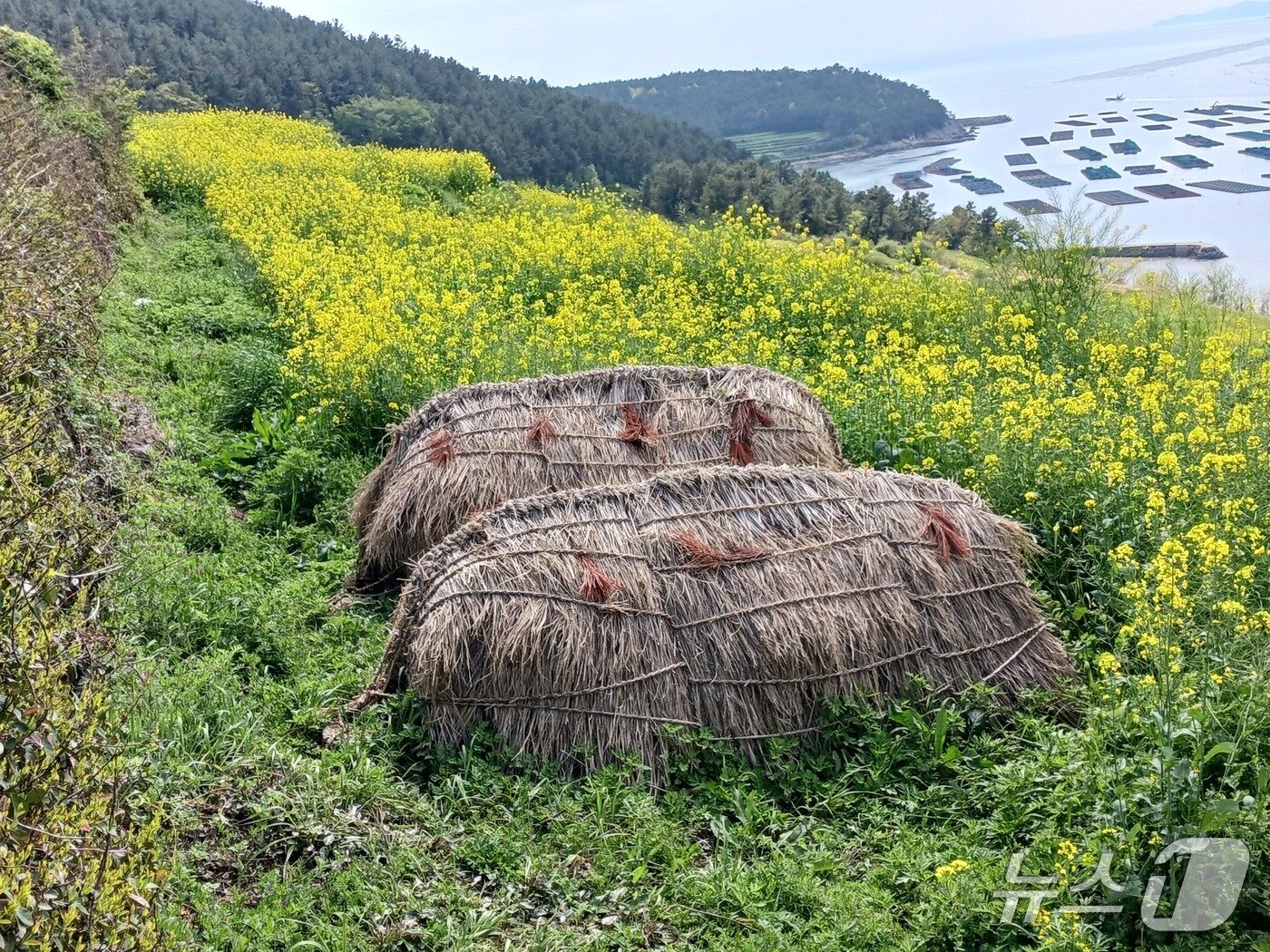 본문 이미지 - 청산도에서 초분은 초빈이라고 한다.  초분을 빈소의 연장으로 여겼던 것으로 추측한다.  1980년대까지도 섬  전체에서 시행됐지만 2000년대 들어서 도락리, 도청리, 당리 등 일부 지역에서만  볼  수 있다.  드라마 '봄의 왈츠'를 촬영한 카페 앞에서 만났다.2026.5.5 ⓒ 뉴스1 