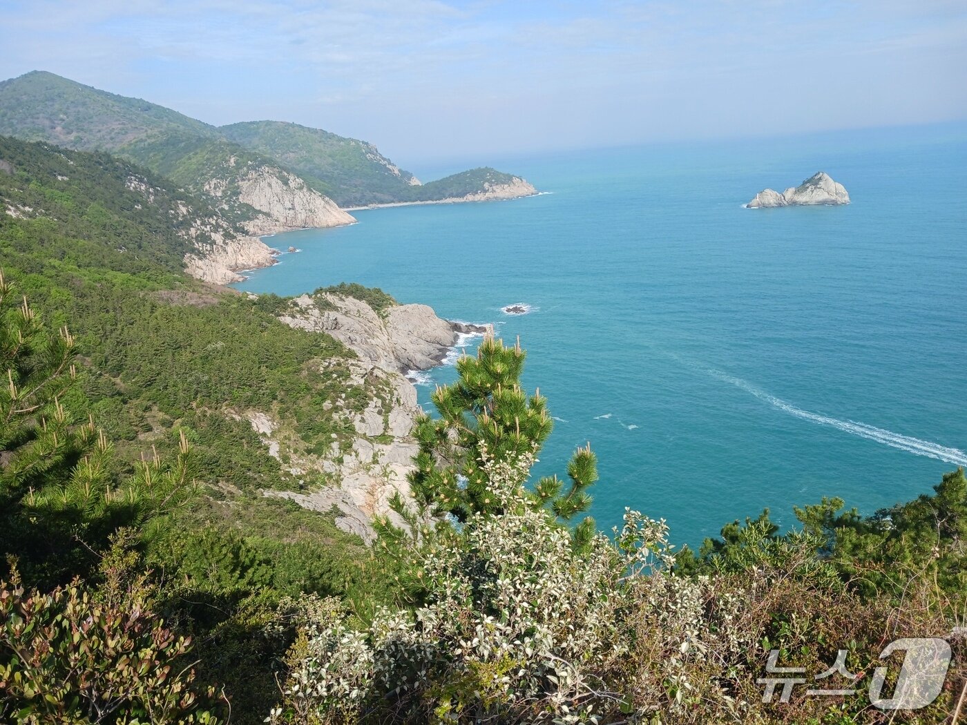 본문 이미지 - 말탄바위에서 장기미해변으로 가는 비탈길을 청산도에선 명품길로 이름 짓고 여행객을 유혹한다.  숲속 길을 걷는 동안 아찔한 절벽에 가슴이 콩닥거려서 아래 바다를 제대로 볼 수 없었다.2026.5.5 ⓒ 뉴스1 