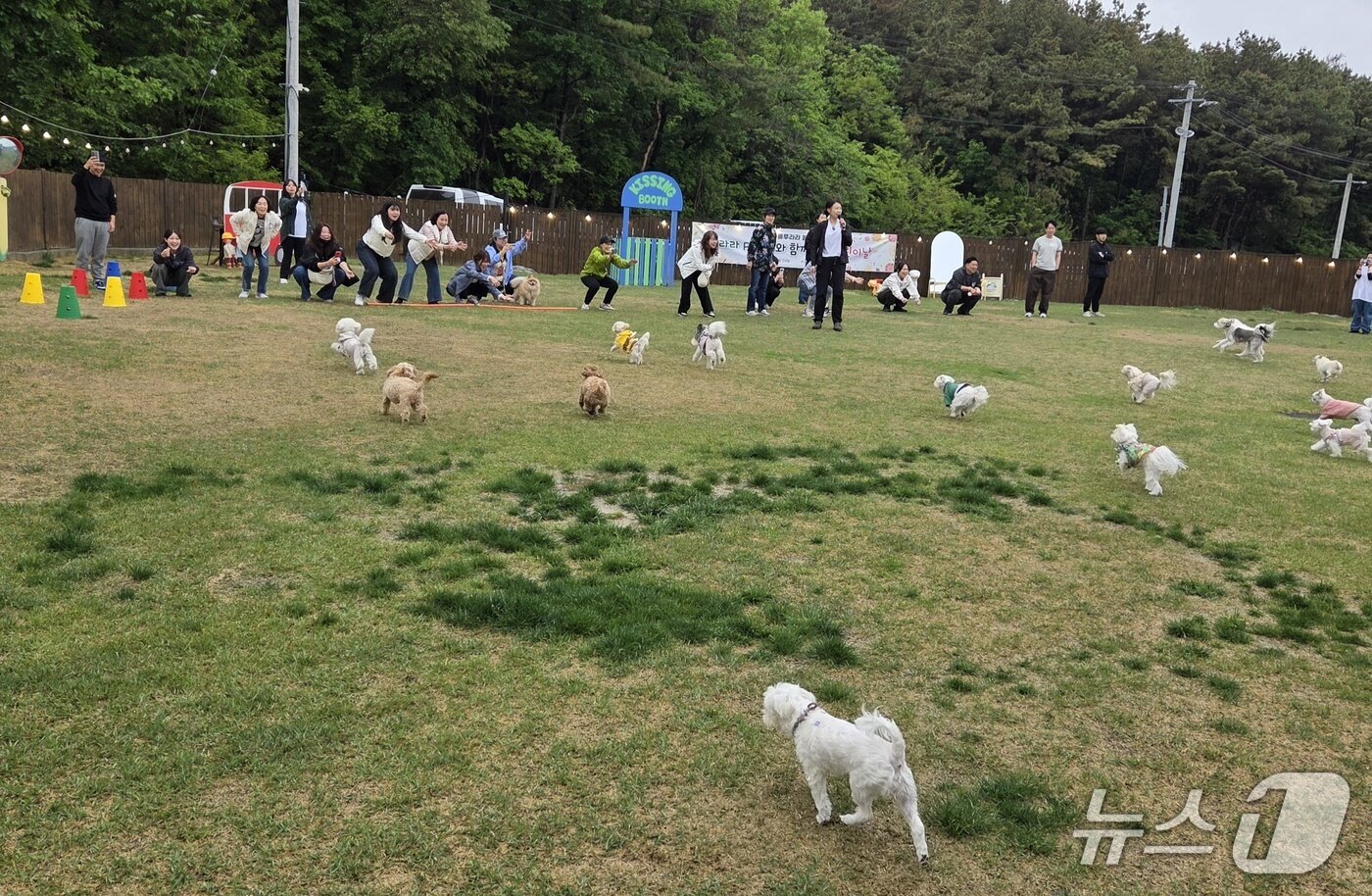 본문 이미지 - 달리기 대회에 참가한 반려견과 보호자들 ⓒ 뉴스1 한송아 기자