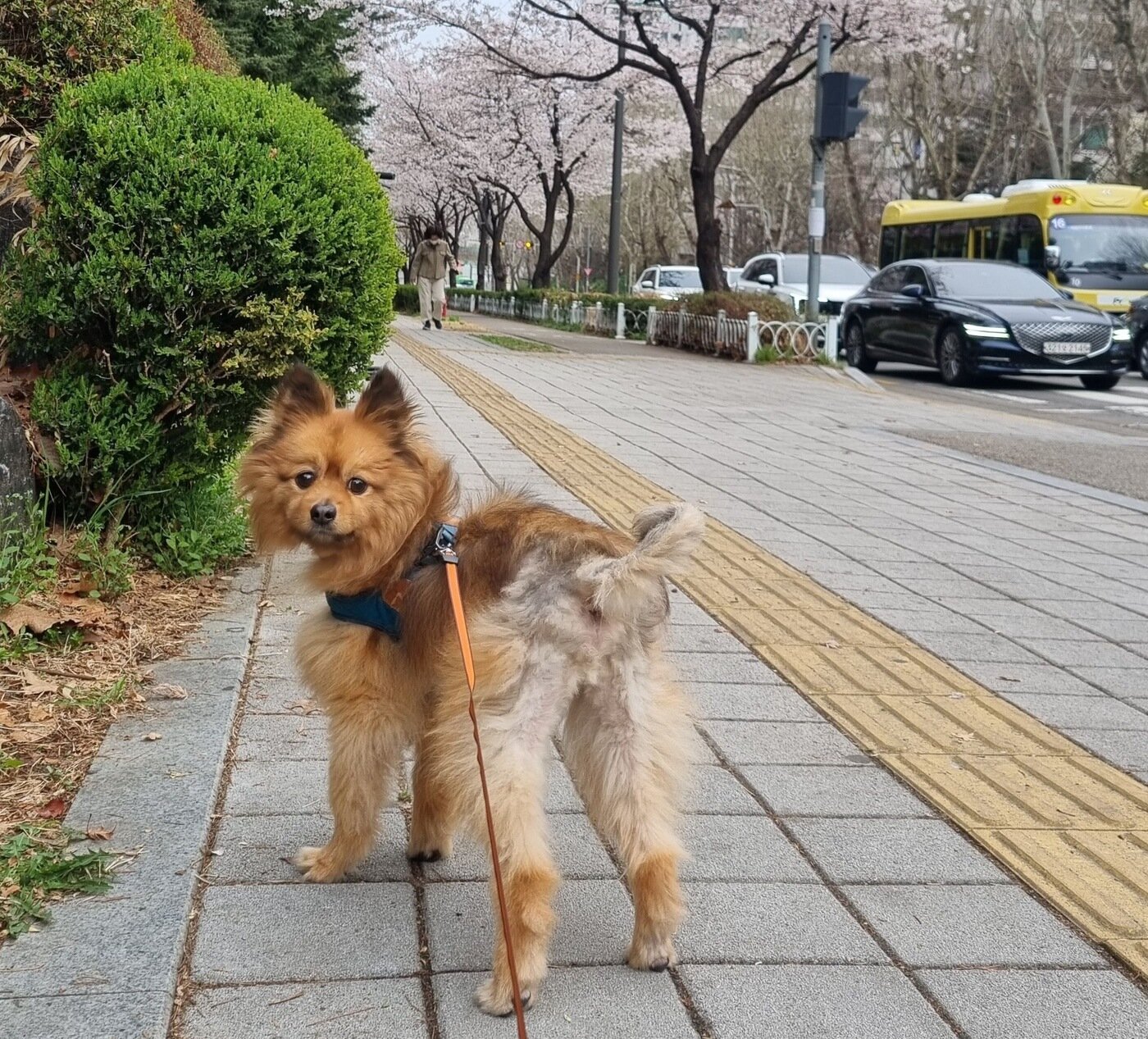 본문 이미지 - 두 달 사이 생사를 오간 짜장이는 가족들과 행복한 일상을 즐기고 있다(보호자 제공). ⓒ 뉴스1