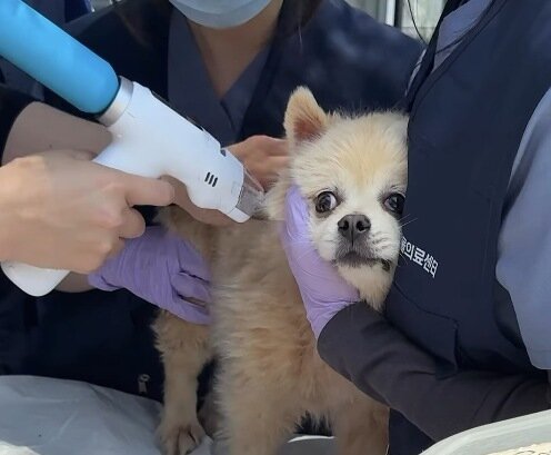 본문 이미지 - 유한양행은 해든동물의료센터 의료봉사에 협력해 동물용 의료기기 벳이즈를 지원했다(업체 제공). ⓒ 뉴스1