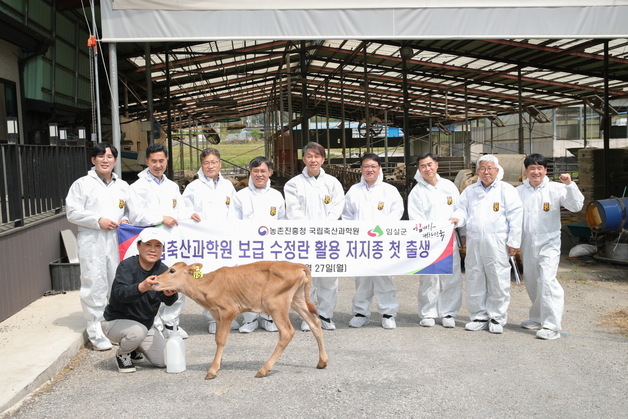 임실서 저지종 젖소 첫 탄생…"프리미엄 낙농산업 기반 마련"