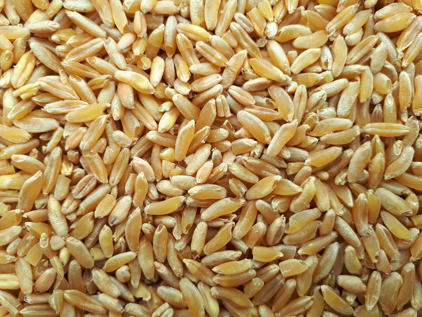 본문 이미지 - 카무트 곡물. (출처: Fructibus, CC0, via Wikimedia Commons)