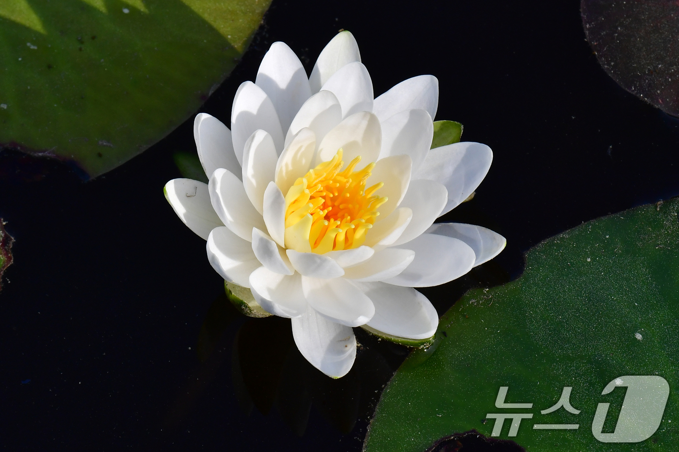 (포항=뉴스1) 최창호 기자 = 7일 오전 경북 포항시 남구 지곡로 포스텍(포항공대) 캠퍼스 내 작은 연못에서 수련이 꽃망울을 활짝 터뜨리고 있다.  2026.5.7/뉴스1