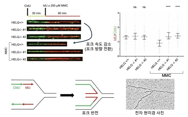 세포 DNA 손상 복구하는 몸 속 단백질 역할 규명