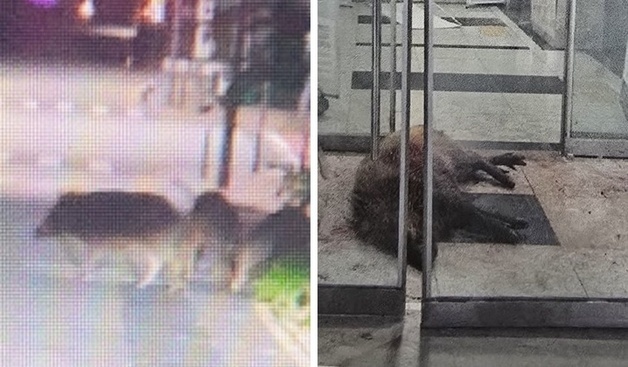 세종 도심에 또 멧돼지 4마리 잇따라 출몰…2마리 사살