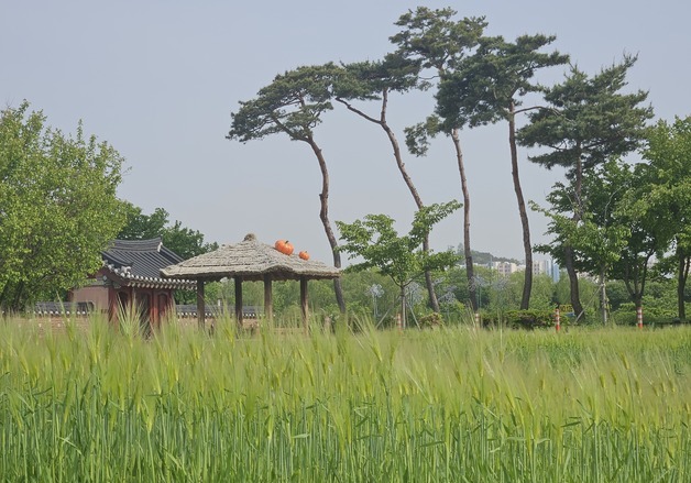 계양구, 15일 아라온 청보리밭 개방…양궁대회와 연계해 운영