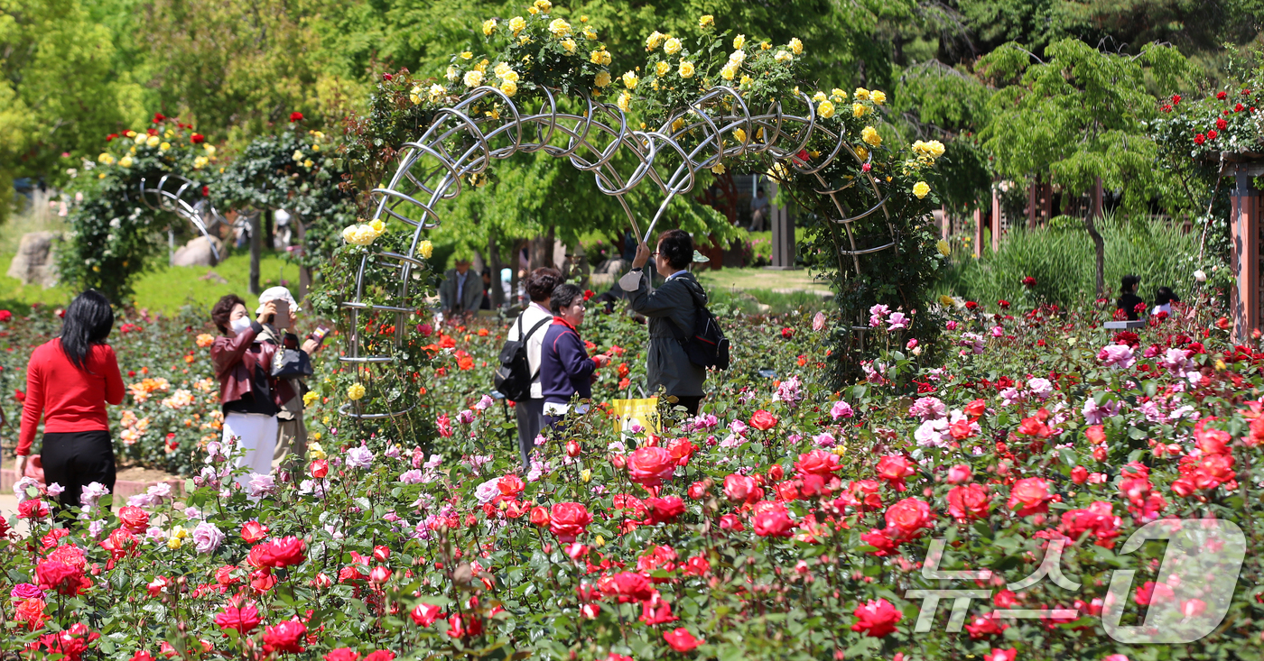 (부산=뉴스1) 윤일지 기자 = 7일 오후 부산 북구 화명장미원을 찾은 시민들이 활짝 핀 장미꽃을 구경하고 있다. 2026.5.7/뉴스1
