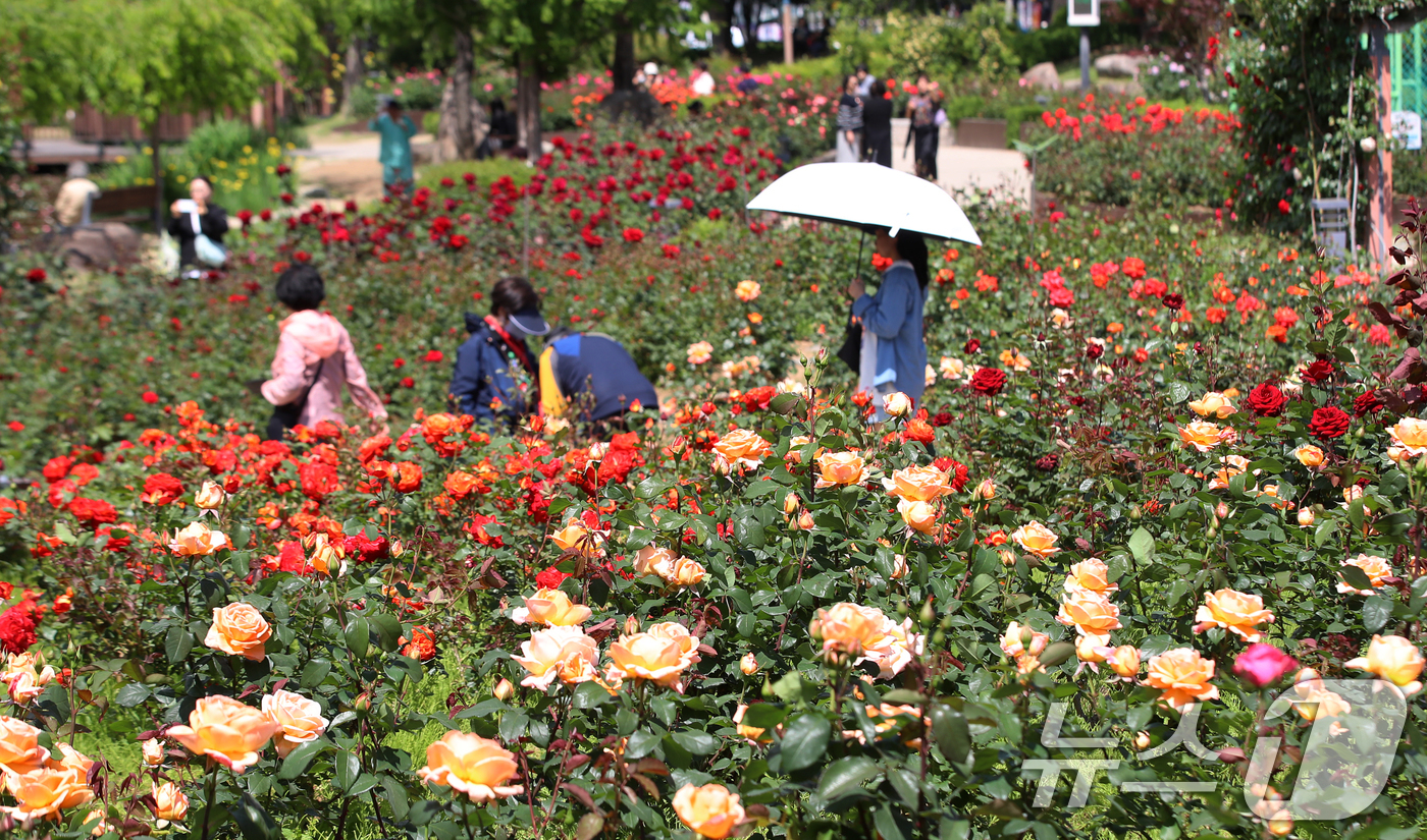 (부산=뉴스1) 윤일지 기자 = 7일 오후 부산 북구 화명장미원을 찾은 시민들이 활짝 핀 장미꽃을 구경하고 있다. 2026.5.7/뉴스1