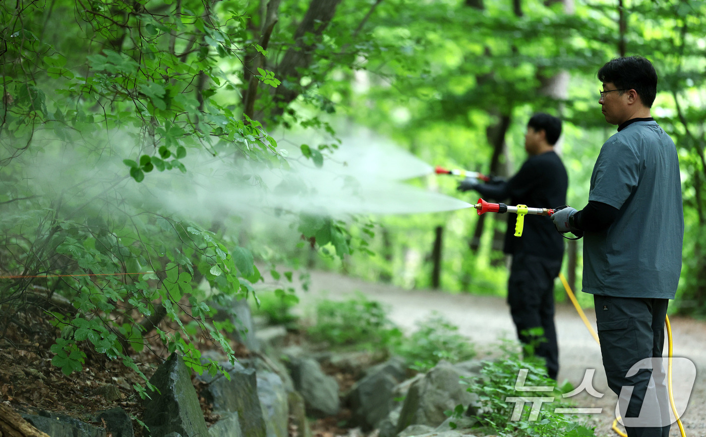 (서울=뉴스1) 박지혜 기자 = 7일 서울 노원구 삼육대학교에서 서울시 관계자들이 러브버그(붉은등우단털파리) 확산을 막기 위해 BTI 미생물 방제제를 살포한 뒤 물을 뿌리고 있다. …