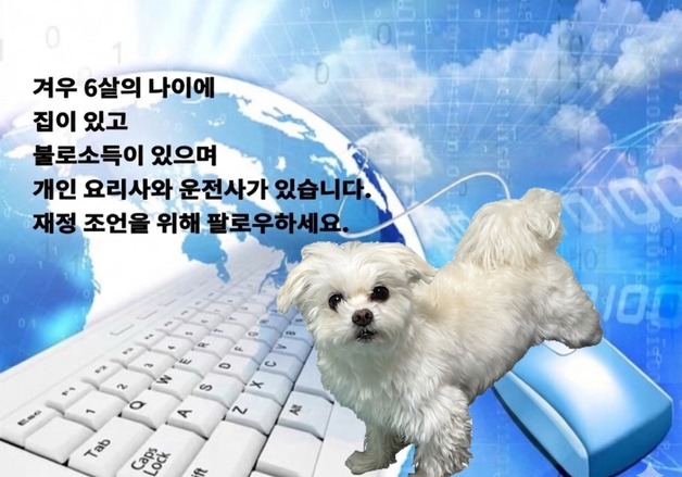 "겨우 6살에 집·요리사까지"…SNS 뒤집은 전업 강아지 세계관