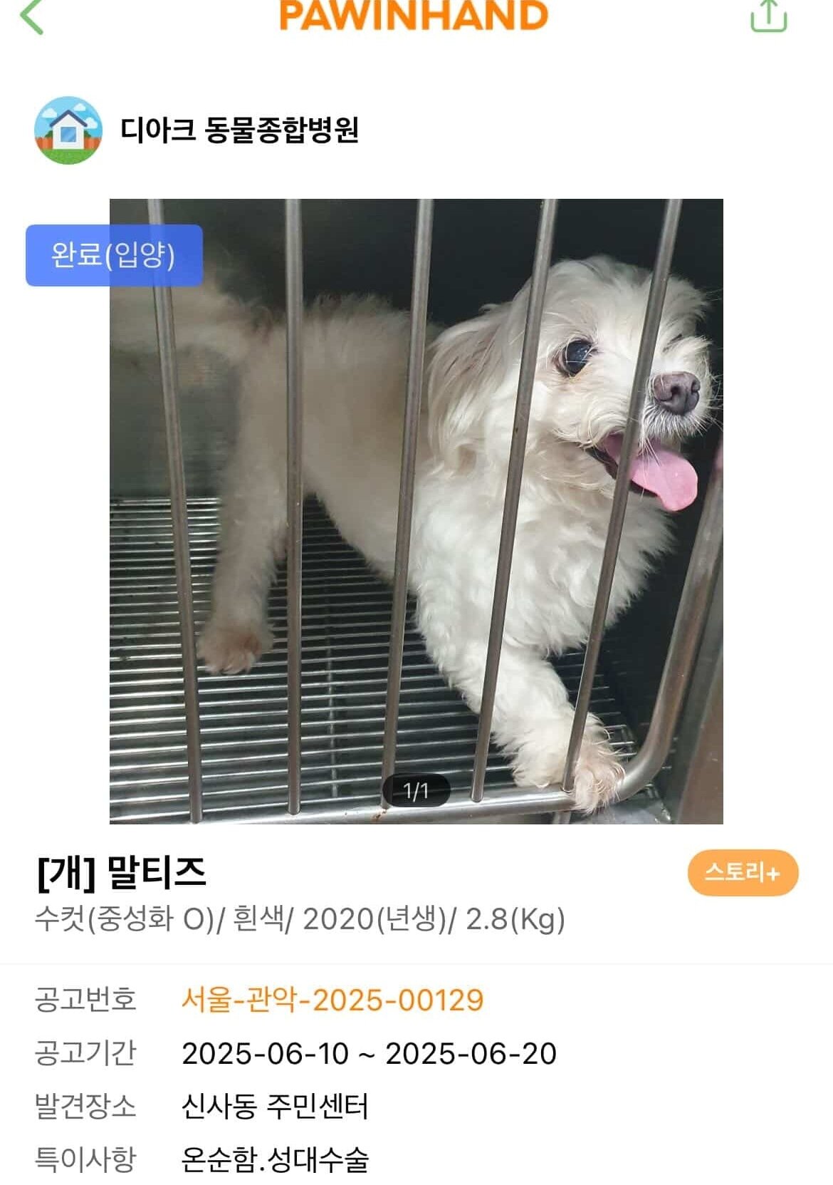 본문 이미지 - 유기견이었던 뭉뭉이의 입양 공고 사진(인스타그램 moong.x2 제공) ⓒ 뉴스1