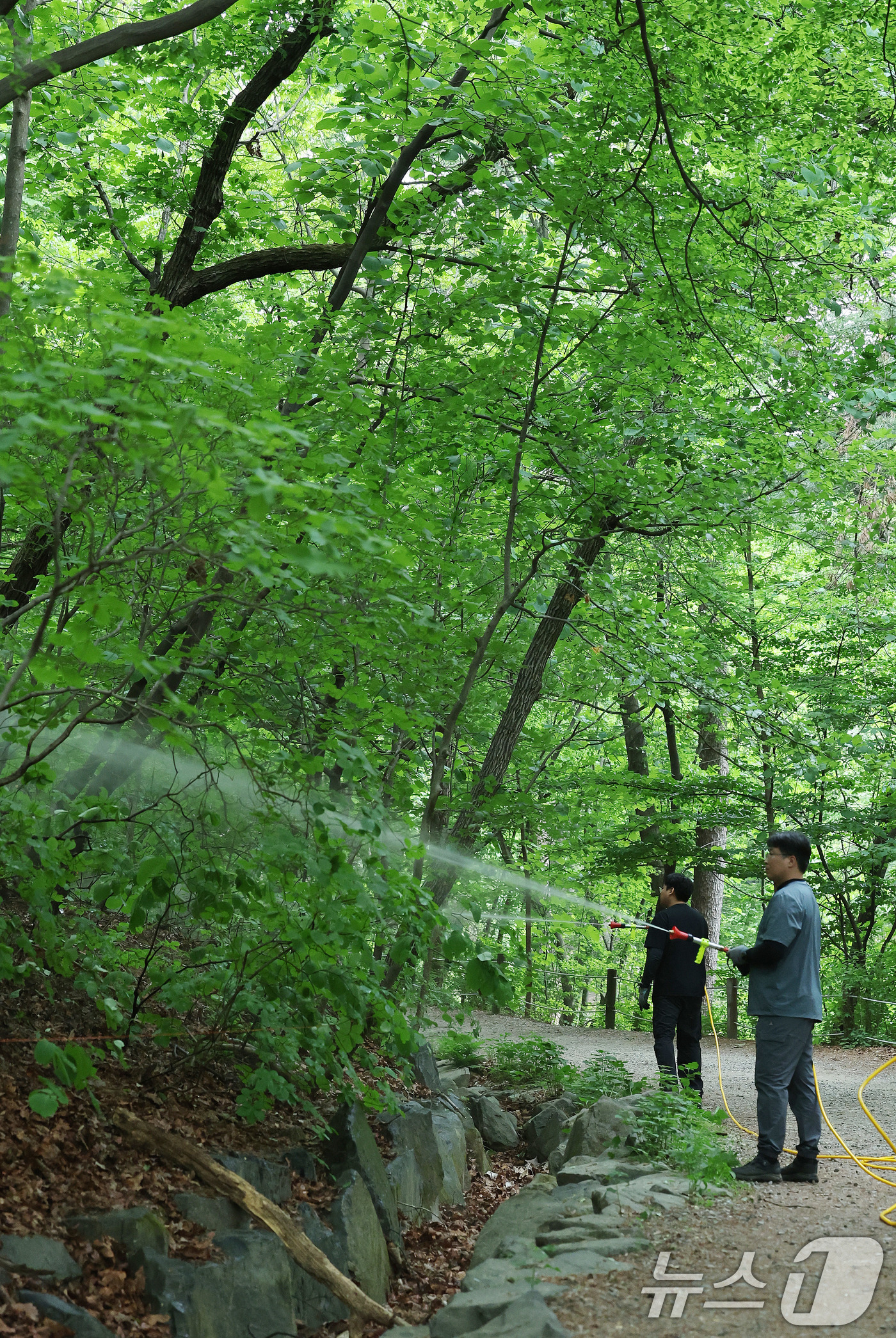 (서울=뉴스1) 박지혜 기자 = 7일 서울 노원구 삼육대학교에서 서울시 관계자들이 러브버그(붉은등우단털파리) 확산을 막기 위해 BTI 미생물 방제제를 살포한 뒤 물을 뿌리고 있다. …