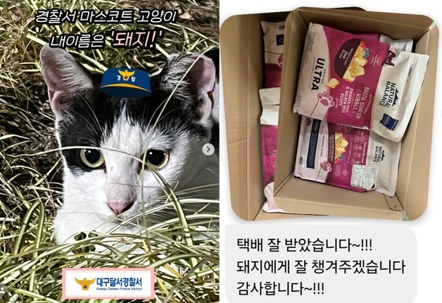 경찰서 마스코트 길고양이, 집 생기더니 반가운 선물도 도착