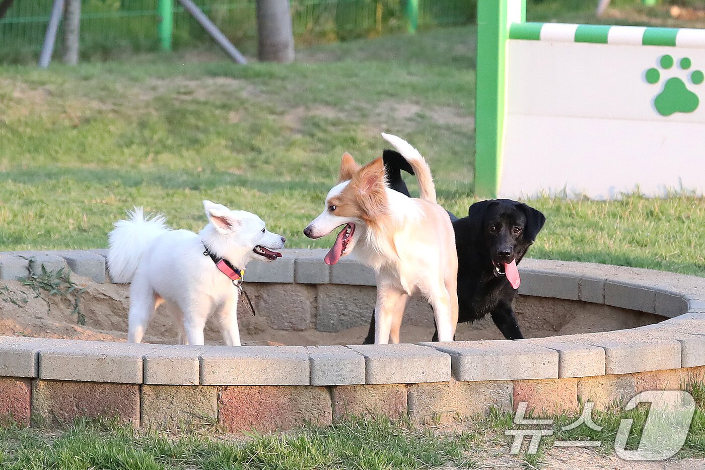 본문 이미지 - 지난 9일 오후 대구 달서구 장동 달서반려견놀이터를 찾은 반려견이 술래잡기하듯 운동장을 뛰어다니고 있다. ⓒ 뉴스1 공정식 기자