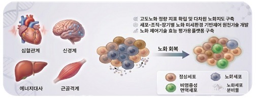 정부, '노화 되돌리는 기술' 개발 나선다…5년간 475억 원 투입