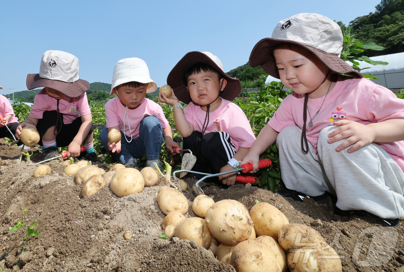 (대전=뉴스1) 김기태 기자 = 10일 오전 대전 중구 무수동 농촌체험마을에서 어린이집 원생들이 감자 캐기를 체험하고 있다. 2026.6.10/뉴스1