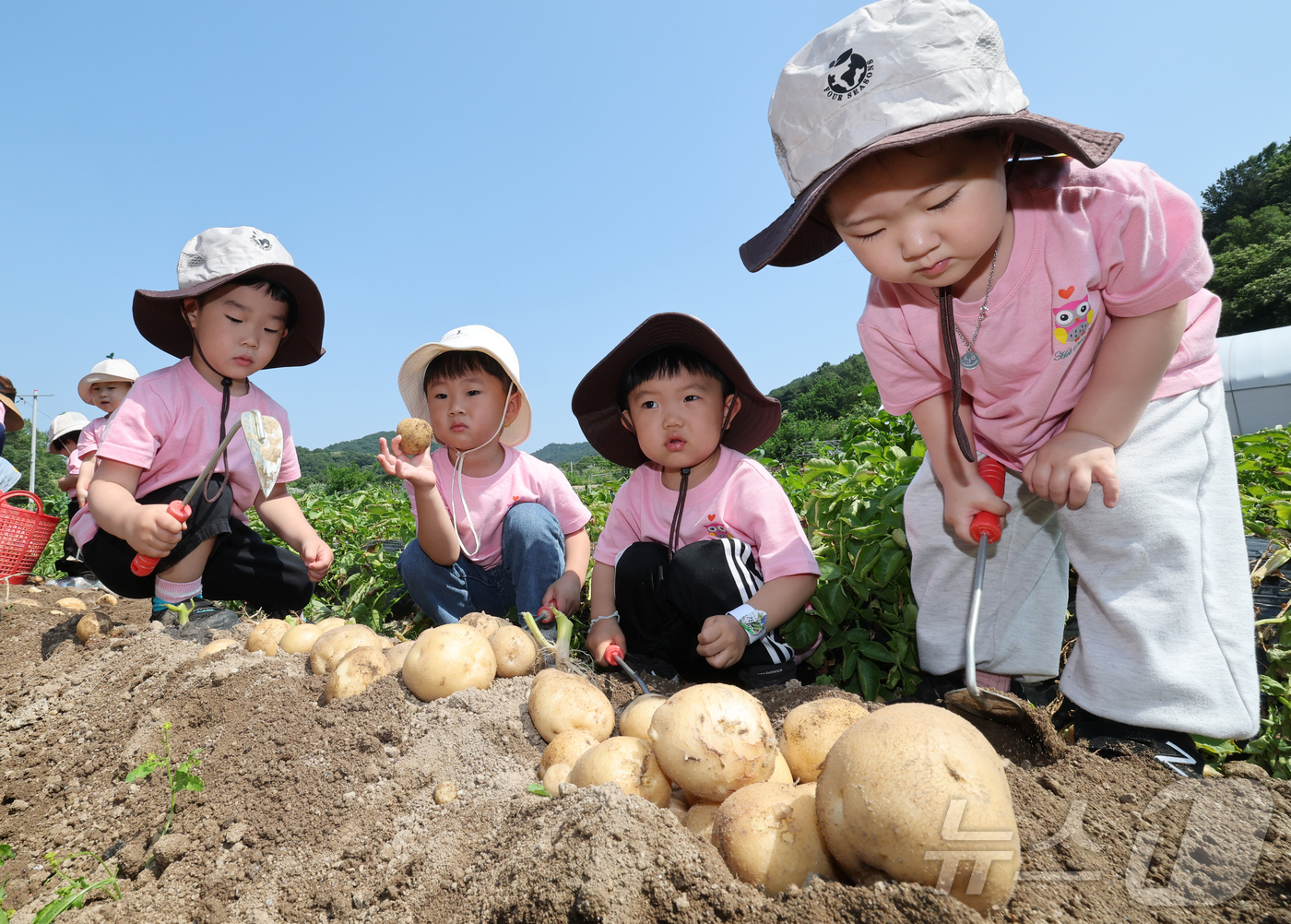 (대전=뉴스1) 김기태 기자 = 10일 오전 대전 중구 무수동 농촌체험마을에서 어린이집 원생들이 감자 캐기를 체험하고 있다. 2026.6.10/뉴스1