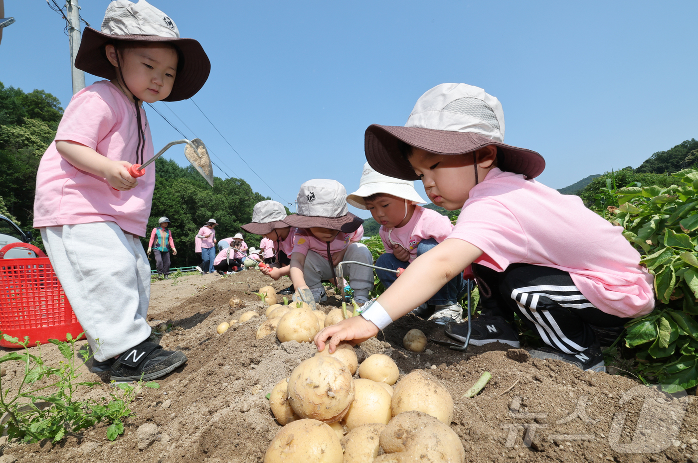 (대전=뉴스1) 김기태 기자 = 10일 오전 대전 중구 무수동 농촌체험마을에서 어린이집 원생들이 감자 캐기를 체험하고 있다. 2026.6.10/뉴스1