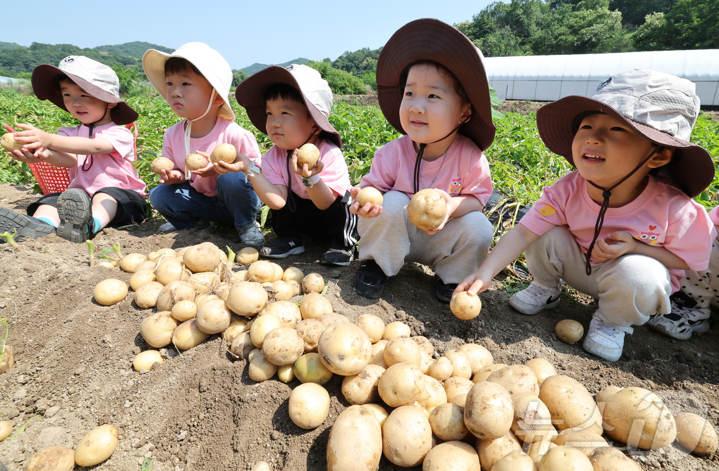(대전=뉴스1) 김기태 기자 = 10일 오전 대전 중구 무수동 농촌체험마을에서 어린이집 원생들이 감자 캐기를 체험하고 있다. 2026.6.10/뉴스1