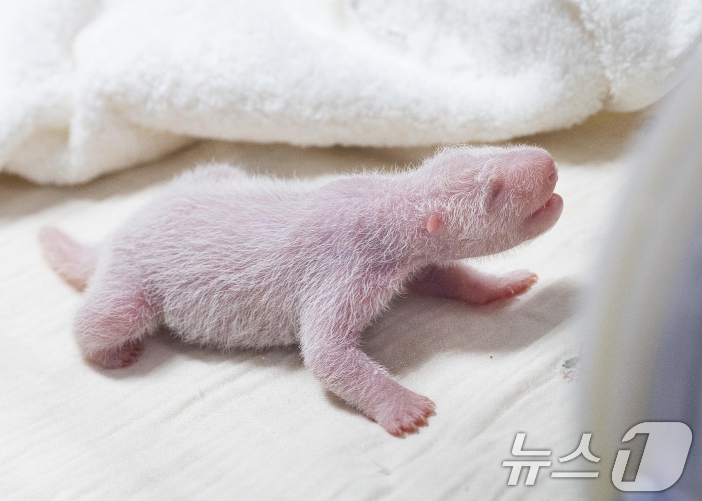 (서울=뉴스1) = 에버랜드는 판다월드의 엄마 판다 아이바오(만 12세)와 아빠 러바오(만 13세) 사이에서 지난 3일 오전 171g의 암컷 아기 판다 1마리가 건강하게 태어났다고 …