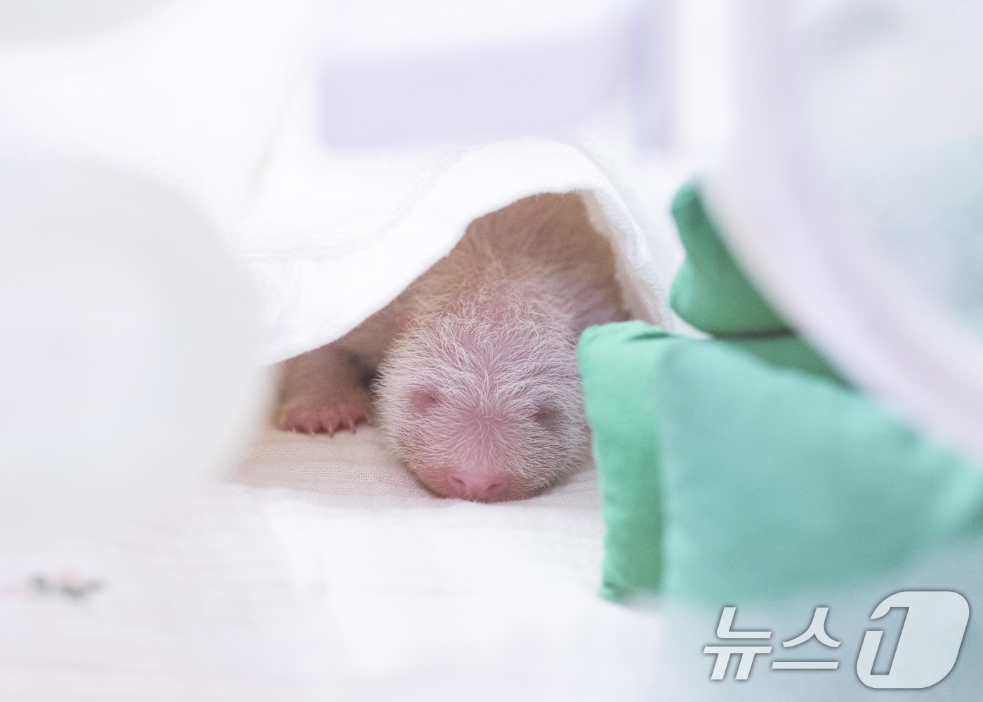 (서울=뉴스1) = 에버랜드는 판다월드의 엄마 판다 아이바오(만 12세)와 아빠 러바오(만 13세) 사이에서 지난 3일 오전 171g의 암컷 아기 판다 1마리가 건강하게 태어났다고 …