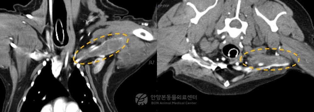 본문 이미지 - 말초신경종양 환견의 CT 결과(본동물의료센터 제공) ⓒ 뉴스1
