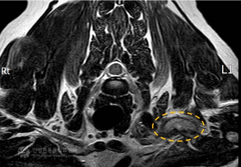 본문 이미지 - 말초신경종양 환견의 MRI 결과(본동물의료센터 제공) ⓒ 뉴스1