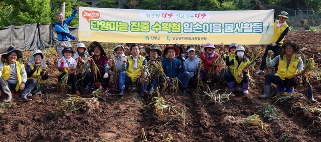 단양 마을 수확철 일손 보태기 한창…군수·봉사자도 '구슬땀'