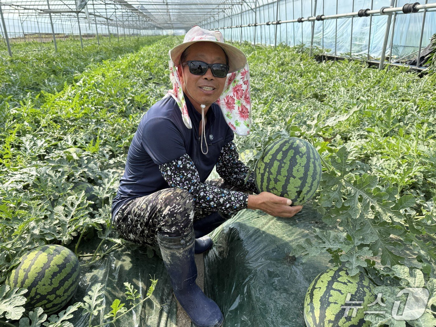 본문 이미지 - 이동진 영동 수박연구회장이 수박을 수확하며 미소를 짓고 있다.(영동군 제공. 재판매 및 DB금지)/뉴스1