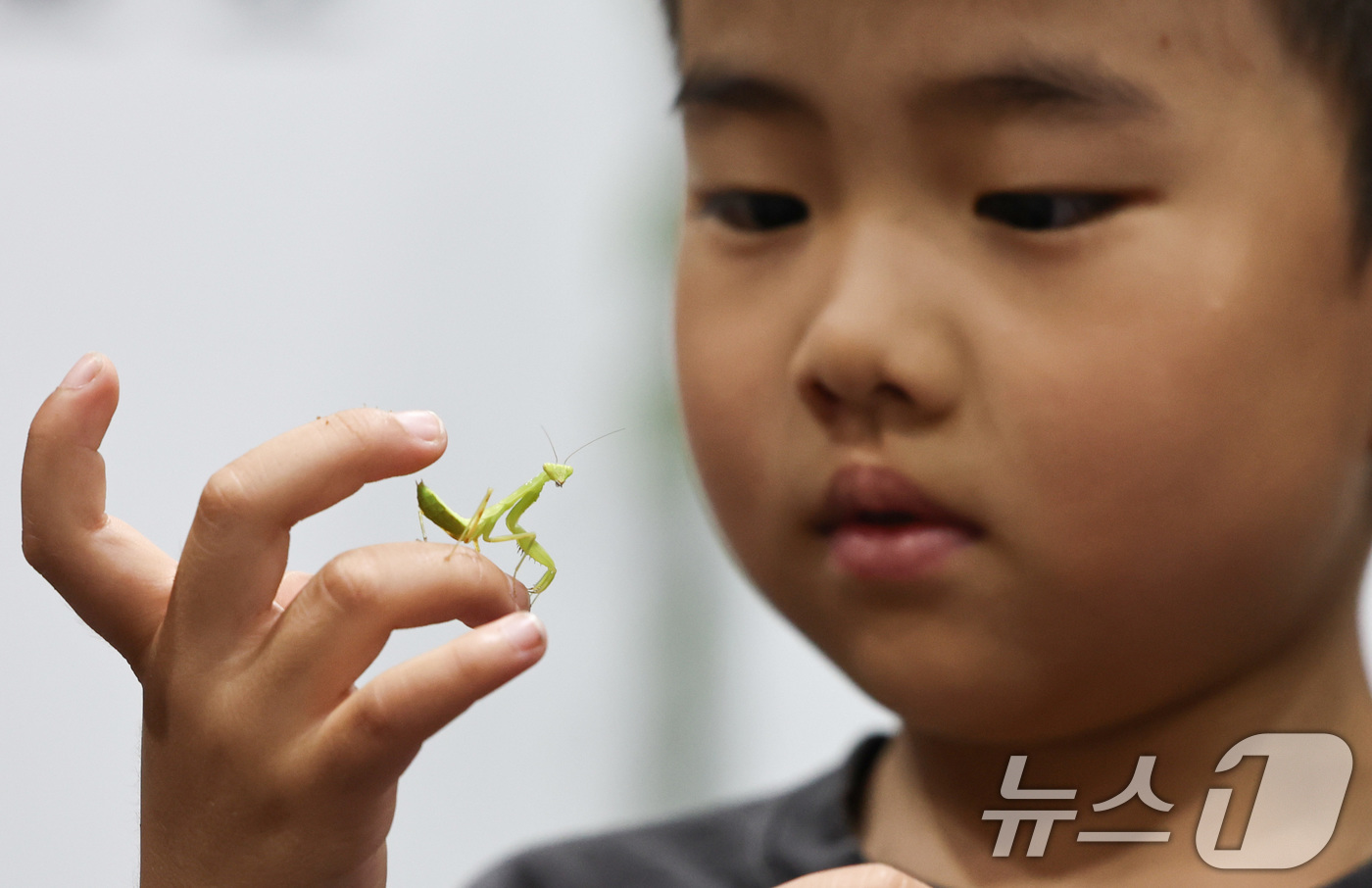 (서울=뉴스1) 최지환 기자 = 12일 오후 서울 강남구 세텍에서 열린 제10회 대한민국 곤충경진대회에서 한 어린이가 사마귀를 만져보고 있다. 2026.6.12/뉴스1