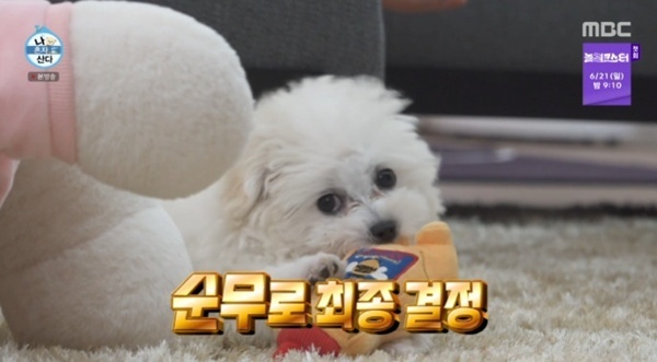 '나혼산' 전현무 "손주 안겨드렸어야 했는데"…부모님 반려견 입양