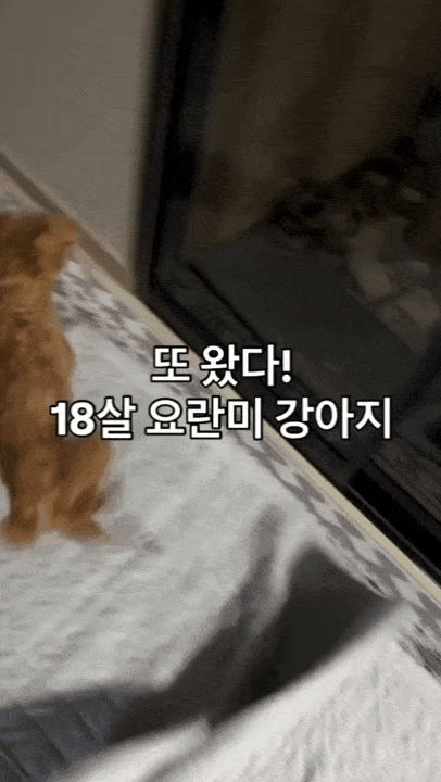 본문 이미지 - 18살 초고령에도 팔팔한 푸들 행복이(인스타그램 eeyah_o 제공) ⓒ 뉴스1