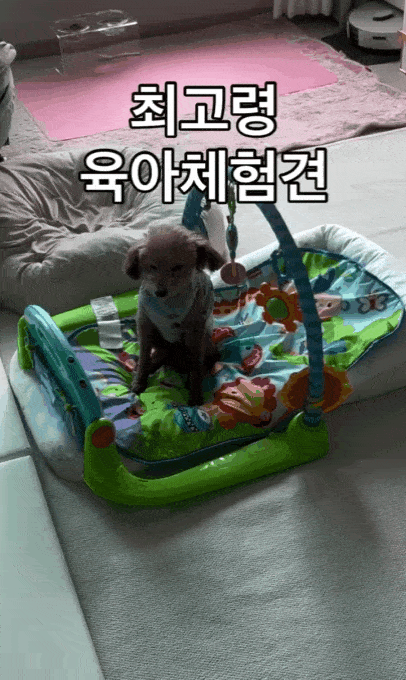 본문 이미지 - 아기 용품에 푹 빠진 행복이(인스타그램 eeyah_o 제공) ⓒ 뉴스1