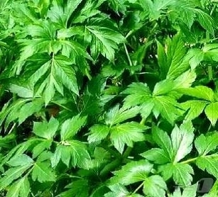 (평양 노동신문=뉴스1) = 북한 노동당 기관지 노동신문은 14일 "섬구릿대는 미나리과 구릿대속의 여러해살이풀로, 겉모양은 진채와 비슷하다"며 "노화를 방지하고 오래 살게하는 효과 …