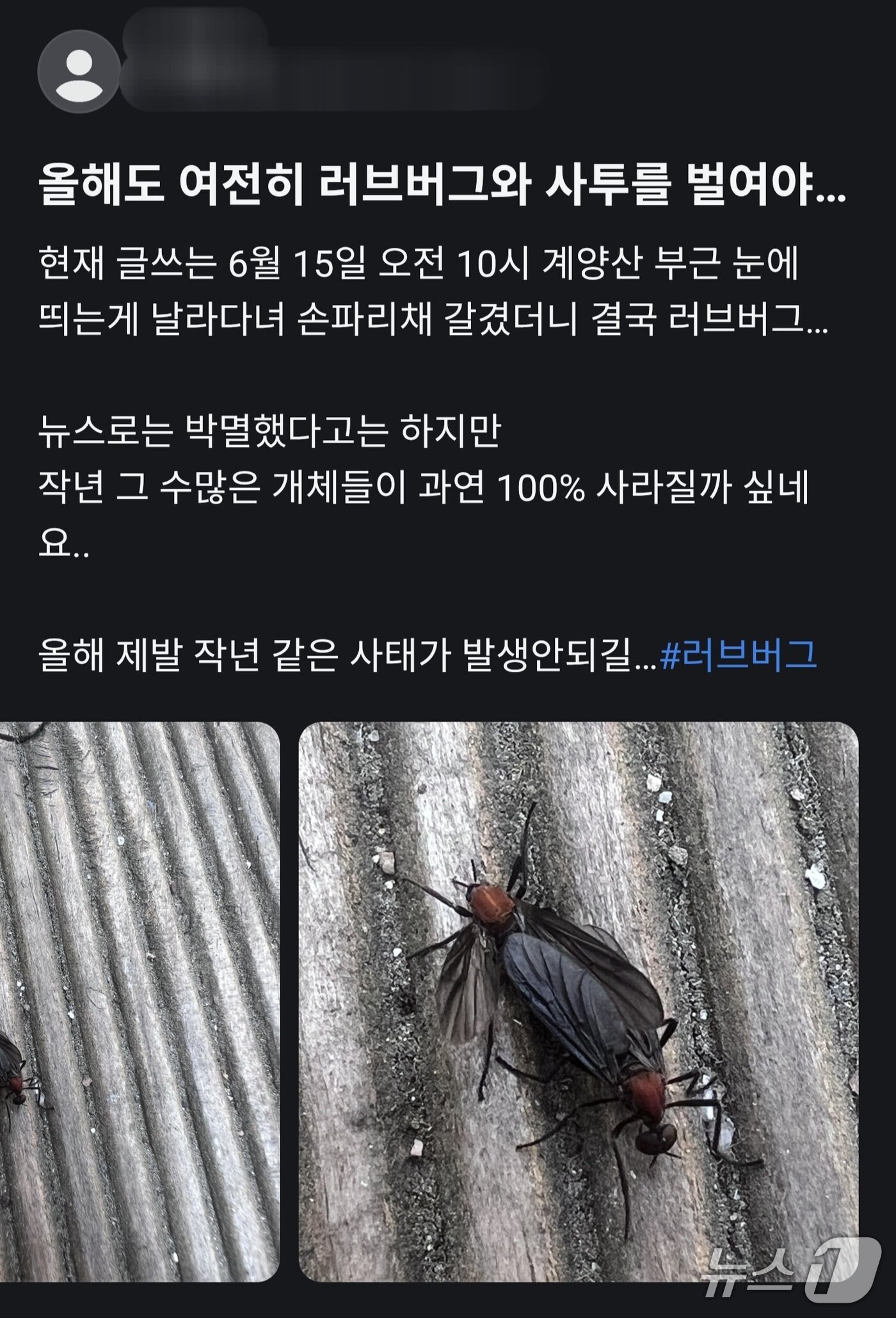 본문 이미지 - (SNS 갈무리/뉴스1)
