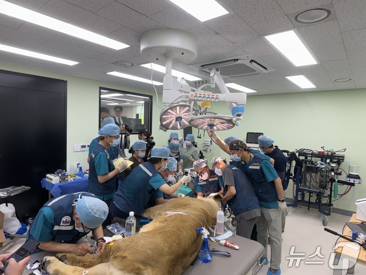 본문 이미지 - 동물원 봉사하는 수의사들(한국수의치과협회 제공) ⓒ 뉴스1