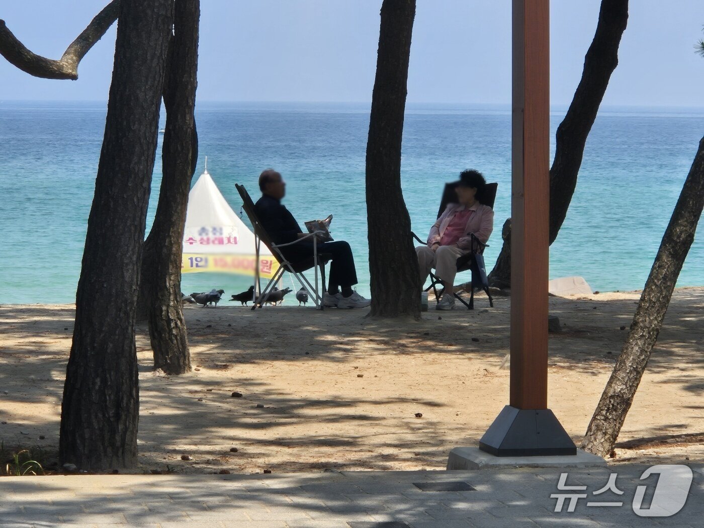 본문 이미지 - 16일 강원 강릉지역 대표 피서지인 송정해변 솔밭에 시민들이 솔바람을 쐬며 무더위를 피하고 있다. 2026.6.16/뉴스1 윤왕근 기자