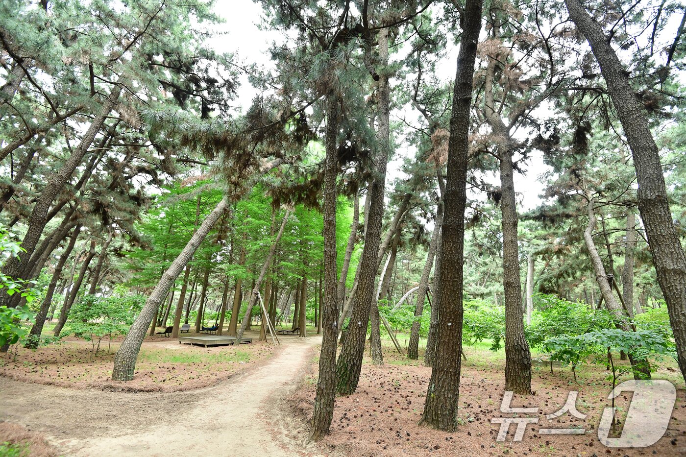 본문 이미지 - 17일 경북 포항시가 송도해수욕장 송림 숲에서 소나무재선충병 확산 차단을 위한 드론 방제작업을 준비하고 있다. 시는 오는 18일 오전 5시부터 낮 12시까지 송림 숲 일원 황토길 등을 차단하고 방제작업을 진행한다. ⓒ 뉴스1 최창호 기자