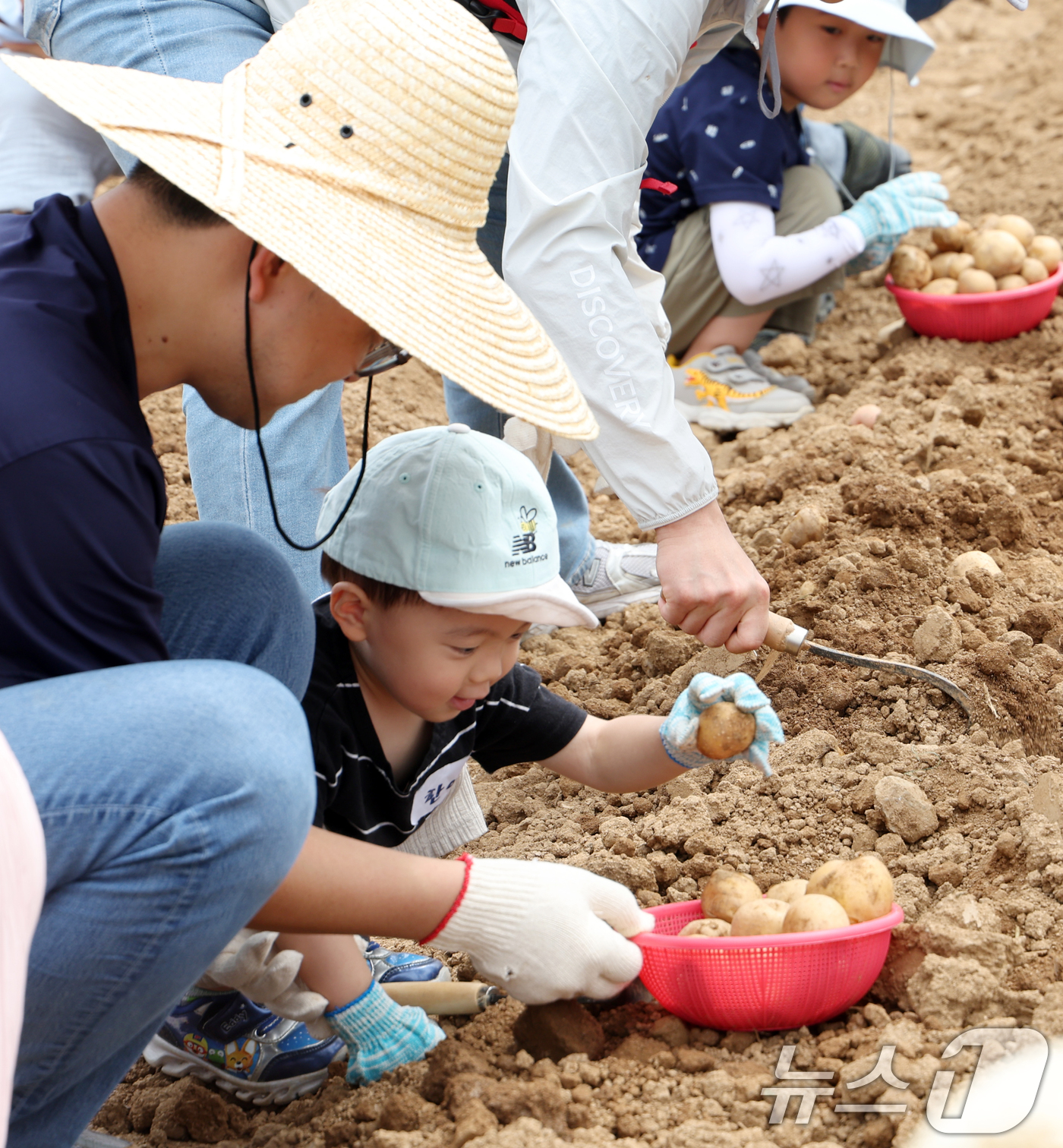 (완주=뉴스1) 유경석 기자 = 17일 전북 완주군 농촌진흥청 국립식량과학원 전시포에서 열린 우리청 가족 감자 수확 체험 참가자들이 감자를 캐고 있다. 2026.6.17/뉴스1