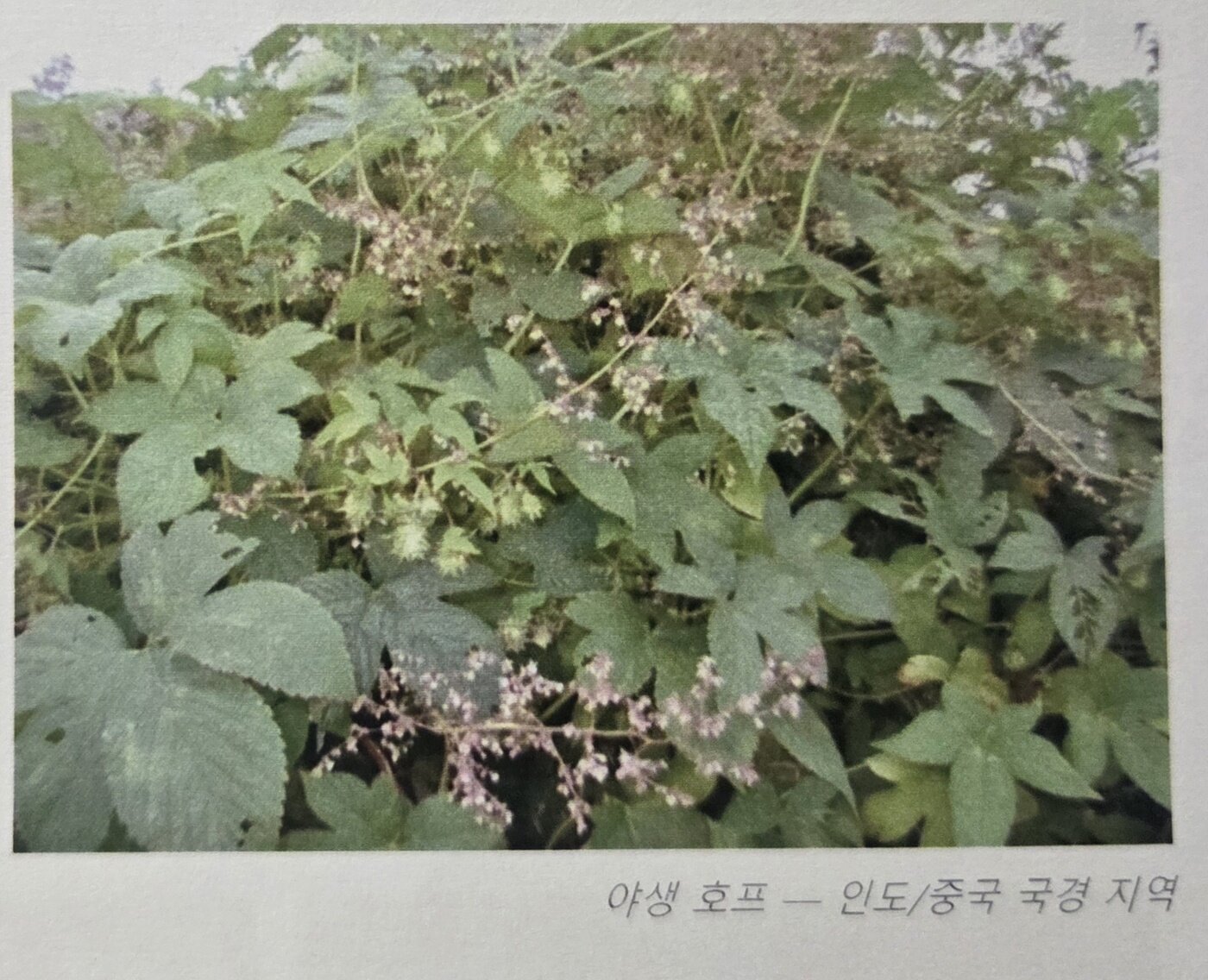 본문 이미지 - 야생 홉(호프)의 모습(포럼 자료 발췌) ⓒ 뉴스1