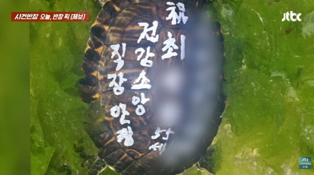 "건강·직장 운 비나이다"…산 거북이 등에 주소 적어 방생, 학대 혐의 체포