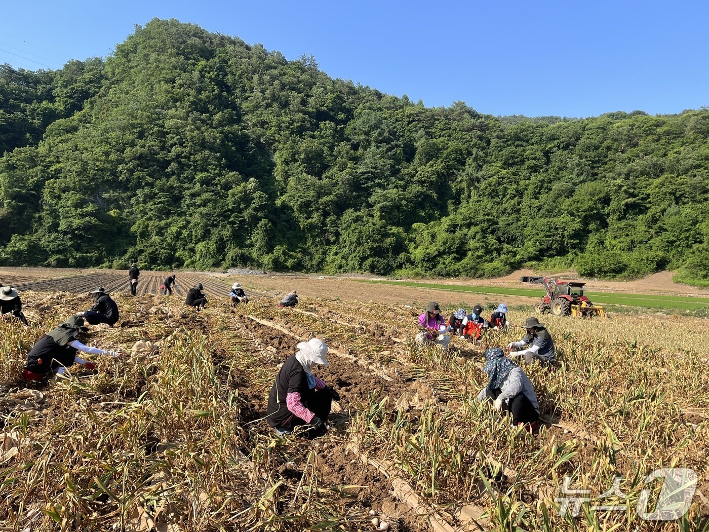 본문 이미지 - 단양군민들이 가곡면의 한 마늘밭에서 마늘을 수확하고 있다.(단양군 제공. 재판매 및 DB금지)/뉴스1  
