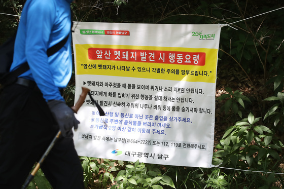 대구 앞산 고산골 '멧돼지' 주의