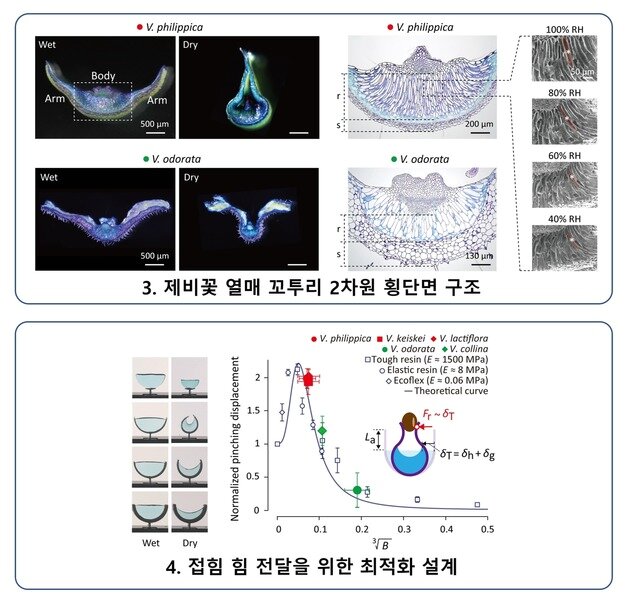 본문 이미지 - 제비꽃 열매 꼬투리의 내부 구조와 접힘 힘 전달 원리. 연구팀은 꼬투리가 수분 변화에 따라 접히는 부위와 씨앗에 힘을 전달하는 얇은 막 구조로 이뤄졌으며, 반원형 구조가 힘을 효율적으로 내도록 최적화돼 있음을 확인했다.(현유봉 서울대 교수 제공) 