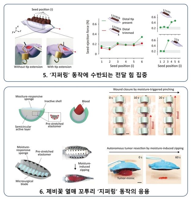 본문 이미지 - 제비꽃 열매 꼬투리의 '지퍼링' 동작을 모사한 소프트 로봇 응용 예시. 연구팀은 꼬투리가 접히며 힘을 특정 지점에 집중시키는 원리를 활용해 상처 봉합 패치와 종양 절제용 소프트 기계 개발 가능성을 제시했다.(현유봉 서울대 교수 제공) 