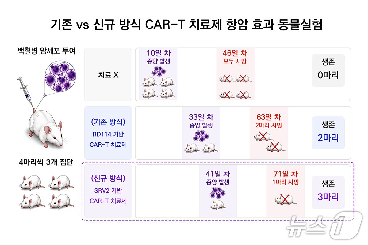 본문 이미지 - CAR 치료제 생산 과정별 동물실험결과 비교(한국화학연구원 제공) /뉴스1