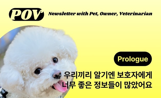"메일로 매주 오는 주치의"…반려동물 뉴스레터 '포브' 발행
